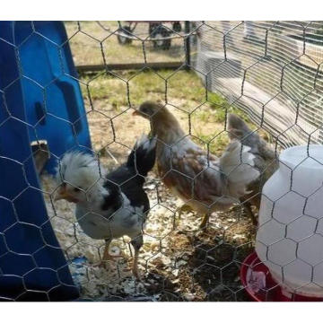 Dupla torção de malha de arame de frango galvanizado